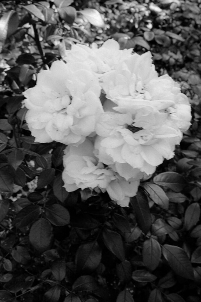 White roses in close-up in black and white, photography by Maria Bruckmaier