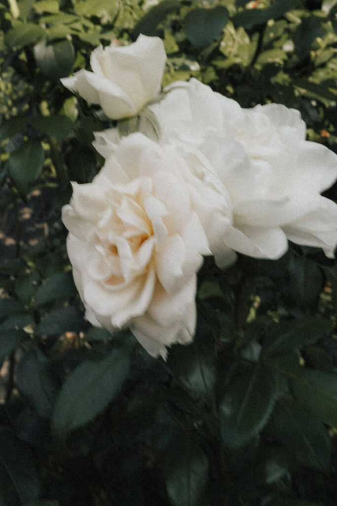 Soft white roses in bloom, evoking timeless elegance and romantic aesthetics